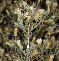 Brickellia microphylla