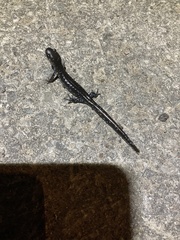 Ambystoma 'unisexual complex'