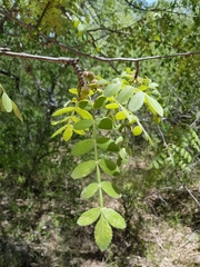 Bursera submoniliformis