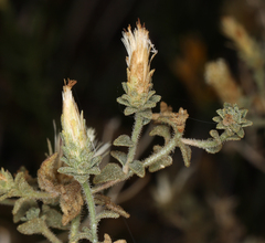 Brickellia microphylla