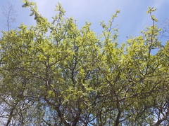 Bursera submoniliformis