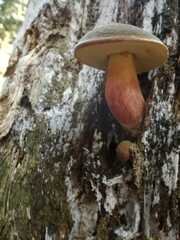 Xerocomellus pruinatus