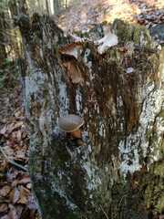 Xerocomellus pruinatus