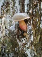 Xerocomellus pruinatus