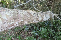 Robsonodendron eucleiforme