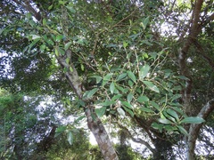Robsonodendron eucleiforme