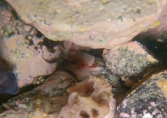 Scorpaenidae