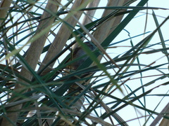 Limnoctites sulphuriferus