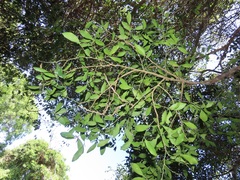Robsonodendron eucleiforme