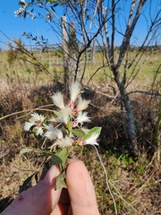 Baccharis angustifolia