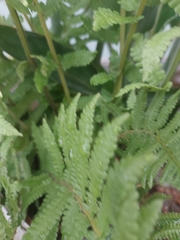 Phegopteris connectilis