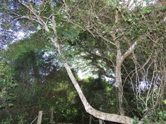 Robsonodendron eucleiforme