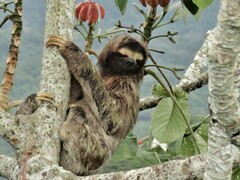 Brown-Throated Sloth photo 4
