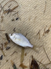 Eucinostomus gula