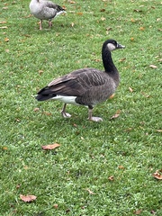 Anser anser × Branta canadensis