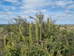 Trichocereus spachianus