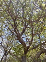 Bursera submoniliformis