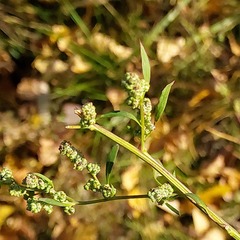 Chenopodium betaceum