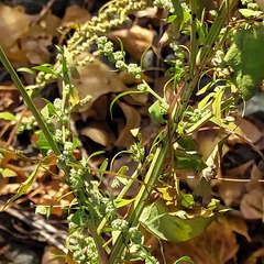 Chenopodium betaceum