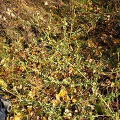 Chenopodium betaceum