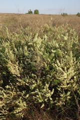 Spiraea hypericifolia