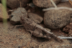 Oedipoda canariensis