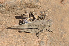 Oedipoda canariensis