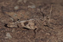 Oedipoda canariensis