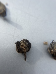 Antistrophus