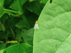 Ormia