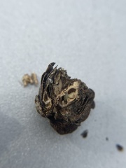 Antistrophus