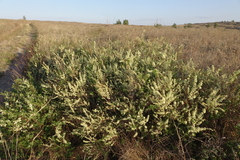 Spiraea hypericifolia