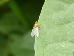 Ormia