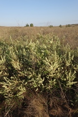 Spiraea hypericifolia
