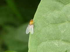 Ormia
