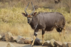 Tragelaphus angasii