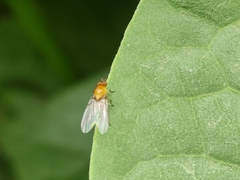 Ormia