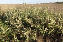 Spiraea hypericifolia