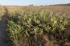 Spiraea hypericifolia