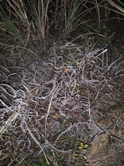 Dicranopteris pedata
