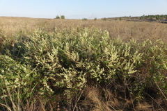 Spiraea hypericifolia