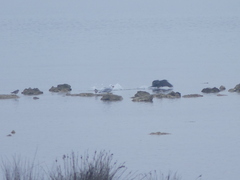 Ichthyaetus audouinii