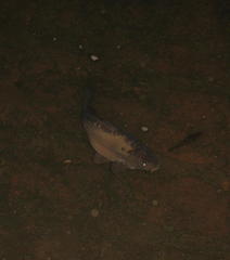 Cyprinus carpio