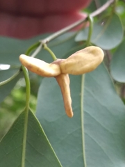 Annonaceae