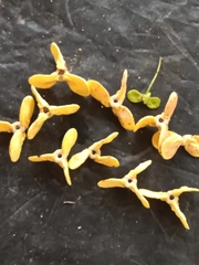 Annonaceae