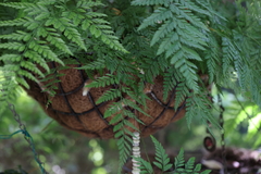 Davallia fejeensis