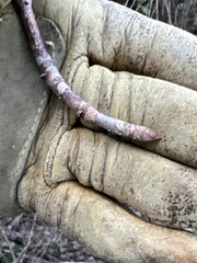 Aesculus glabra arguta