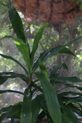 Asparagaceae