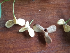 Annonaceae