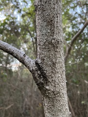 Aesculus glabra arguta